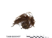 藏品(大檜苔)的圖片